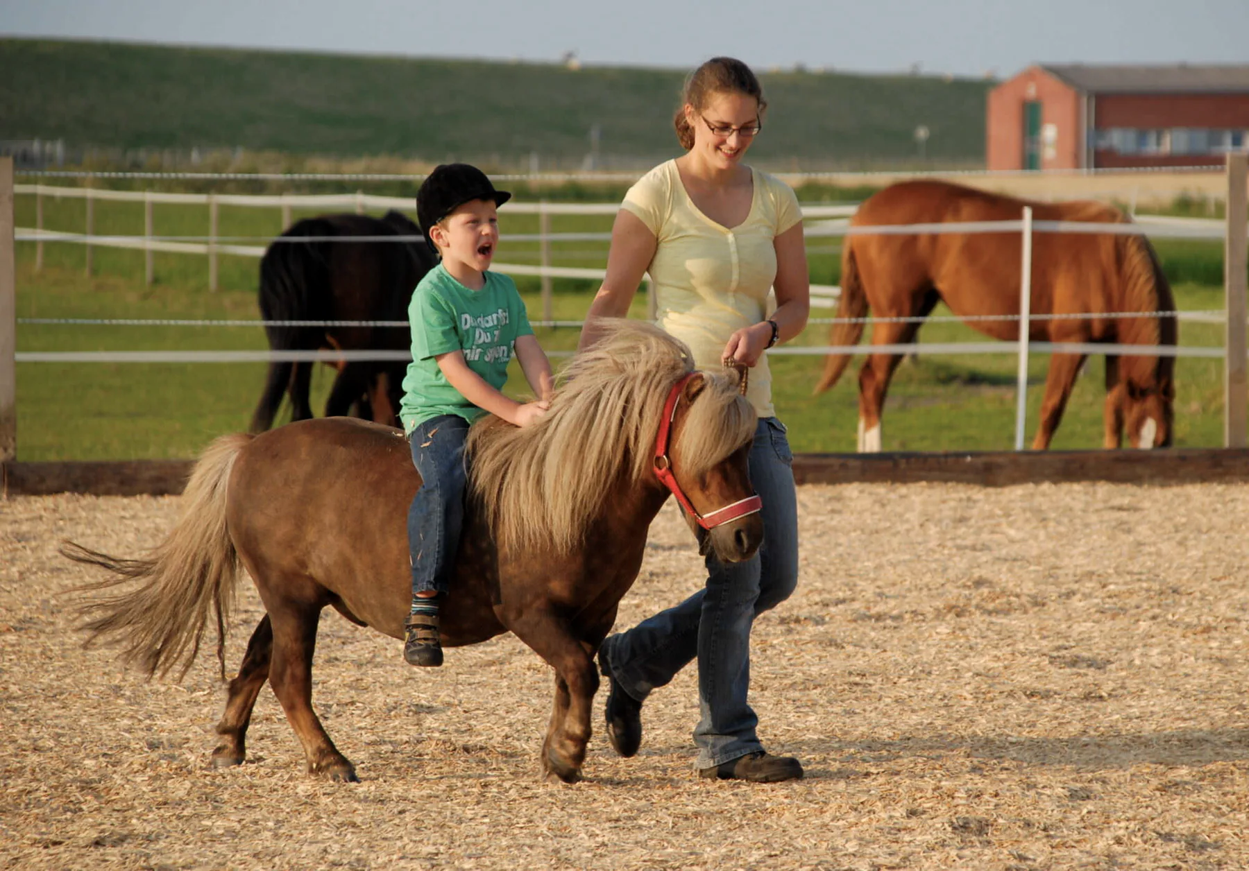 Ponys und Pferde auf und rund um Groot Plaats