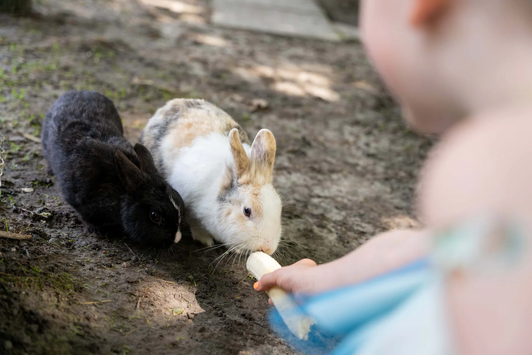 Kaninchen auf und rund um Groot Plaats