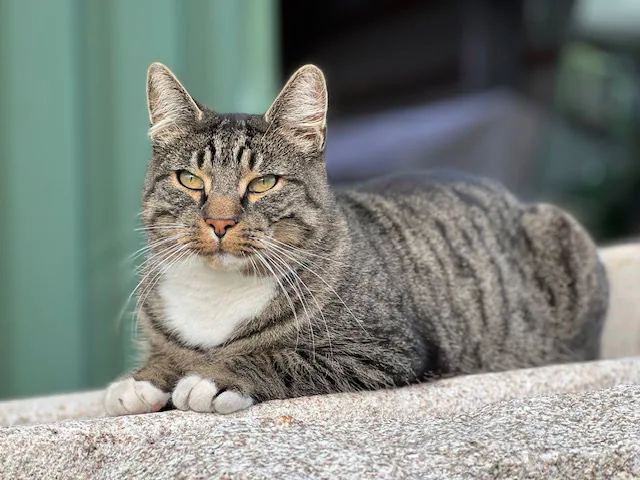 Katzen auf und rund um Groot Plaats
