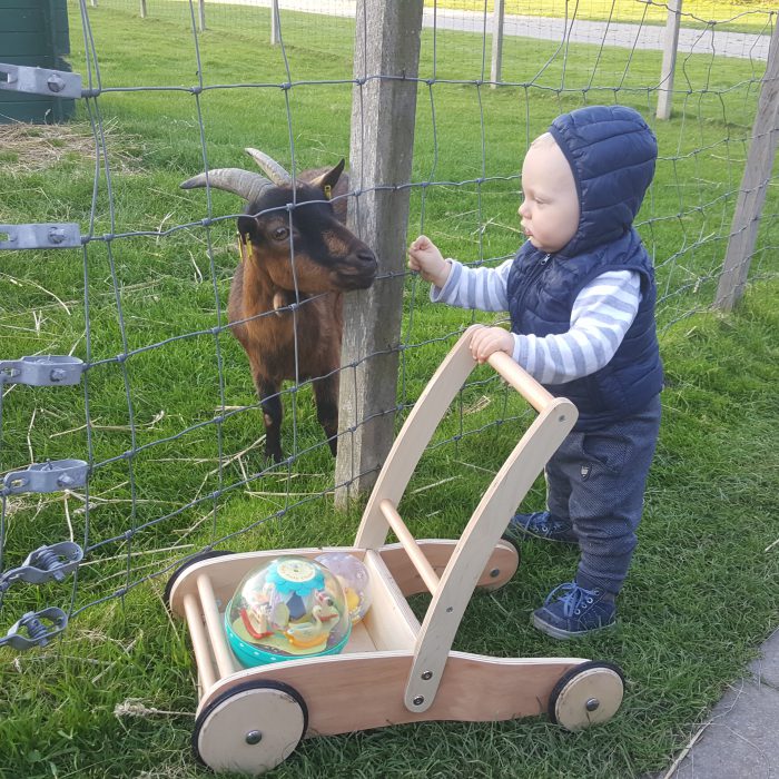 Tiere im Nordseeurlaub