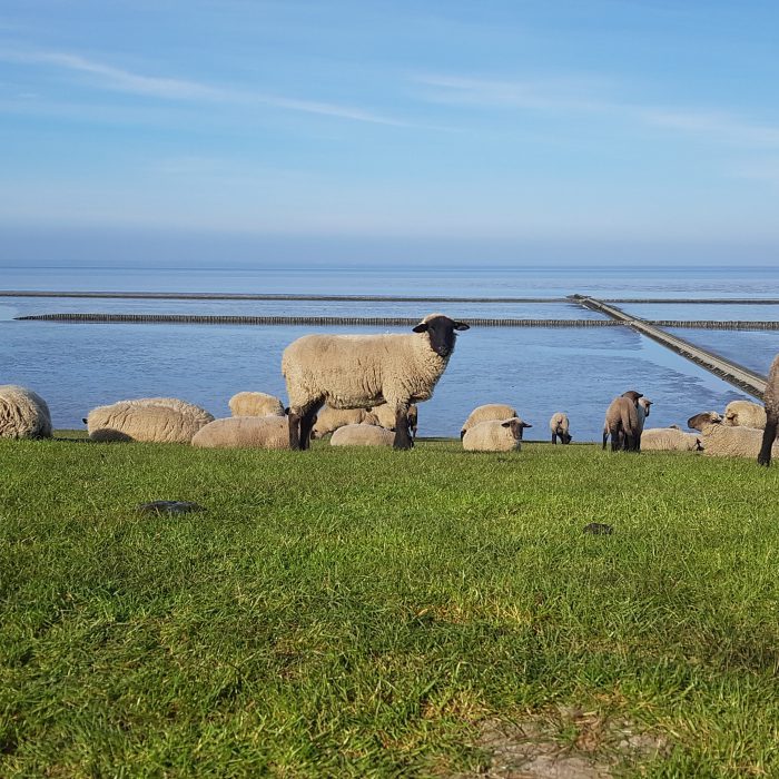 Schafe am Deich Nordsee