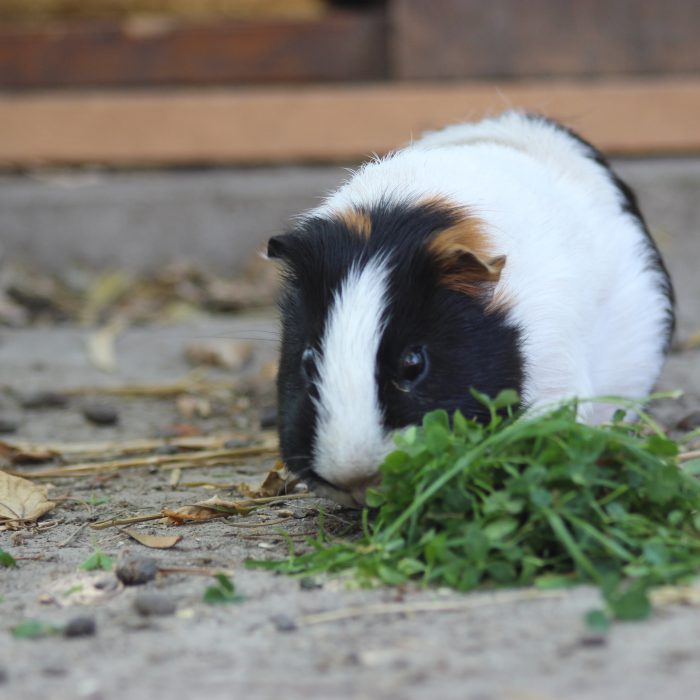 Meerschweinchen im Nordseeurlaub