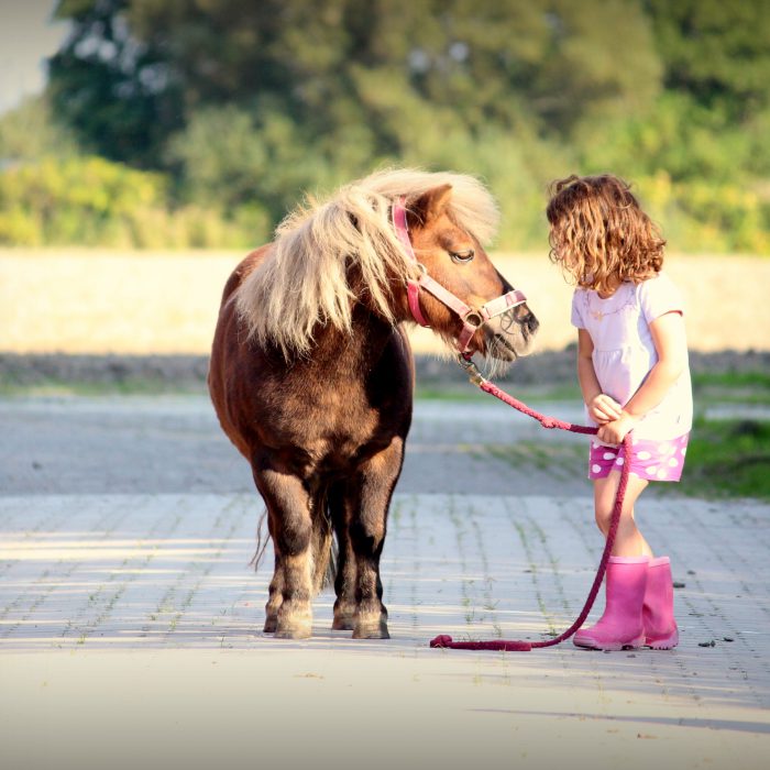 Ponys und Pferde im Nordseeurlaub